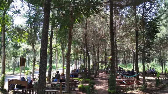 Hutan Pinus Kediri