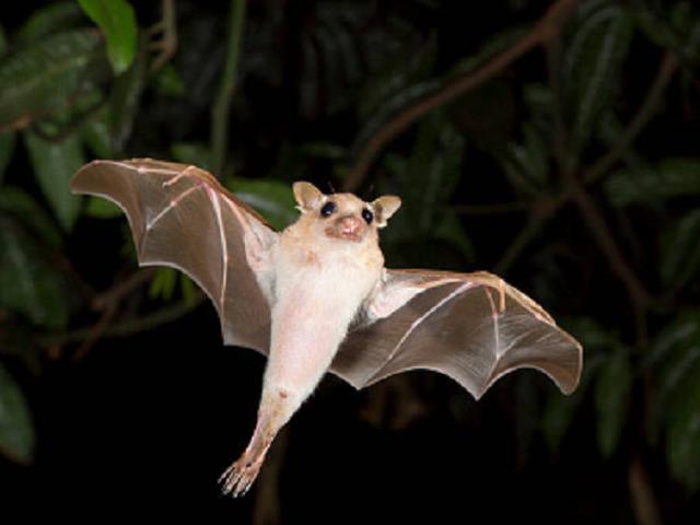 Ilmuwan Wabah Corona Covid 19 Bukan Salah Kelelawar Tapi Manusia Global Liputan6 Com