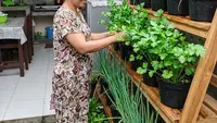 10 Kebun Sayur Kecil yang Bikin Rumah Lebih Sejuk, Solusi Lahan Sempit