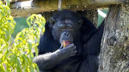 Seekor simpanse mengisap es buah pada hari yang panas, di kebun binatang Roma, di Roma, Italia, Selasa (19/7/2022). Penjaga kebun binatang di Bioparco sering memberi hewan es balok dengan buah atau daging di dalamnya pada hari-hari musim panas. (AP Photo/Andrew Medichini)
