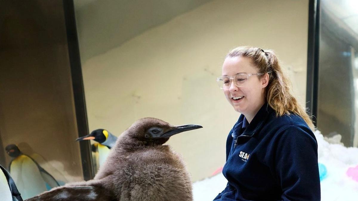 Penguin di Akuarium Australia Ikut Jejak Moo Deng Jadi Bintang, Berkat Tubuh Bongsor dan Warna Bulu Unik