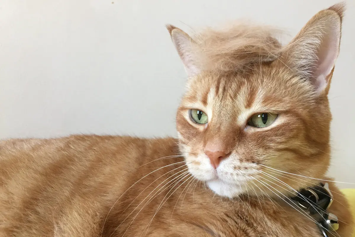 Trump Hair, Kucing Ternyata Enggak Kalah Modis dari Manusia