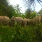 Kawanan gajah dari Giam Siak Kecil masuk kebun dan mendekati pemukiman warga Desa Semunai, Kabupaten Bengkalis. (Liputan6.com/Istimewa)