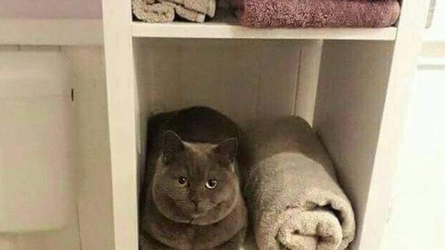 Potret 7 Kucing Bertingkah Layaknya James Bond Ini Lucu Banget