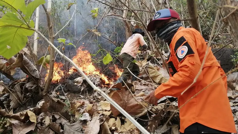 Tim BPBD Situbondo bersama petugas RPH Kendit berjibaku memadamkan  api di hutan jati RPH Kendit. (Istimewa)