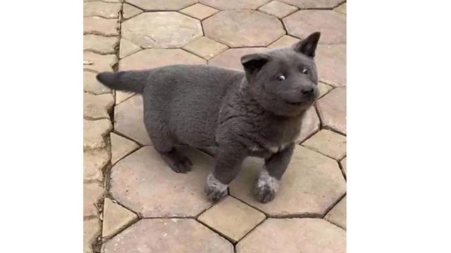 Viral, 7 Ekspresi Konyol Anjing Ini Sukses Bikin Gemas Netizen