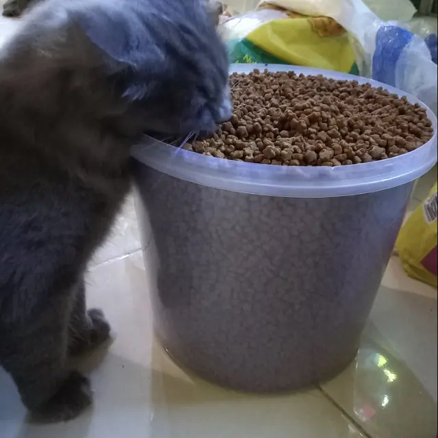6 Potret Aksi Kucing Makan Langsung dari Toples, Ada Saja Tingkah Lucunya