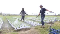 Cerita Petani dari Program Lumbung Pangan, Pupuk Harapan Baru di Tanah Humbang Hasundutan
