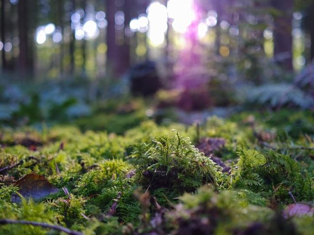 41 Kata Kata Slogan Pentingnya Menjaga Lingkungan Hidup Yuk Buat Alam Tetap Lestari Ragam Bola Com