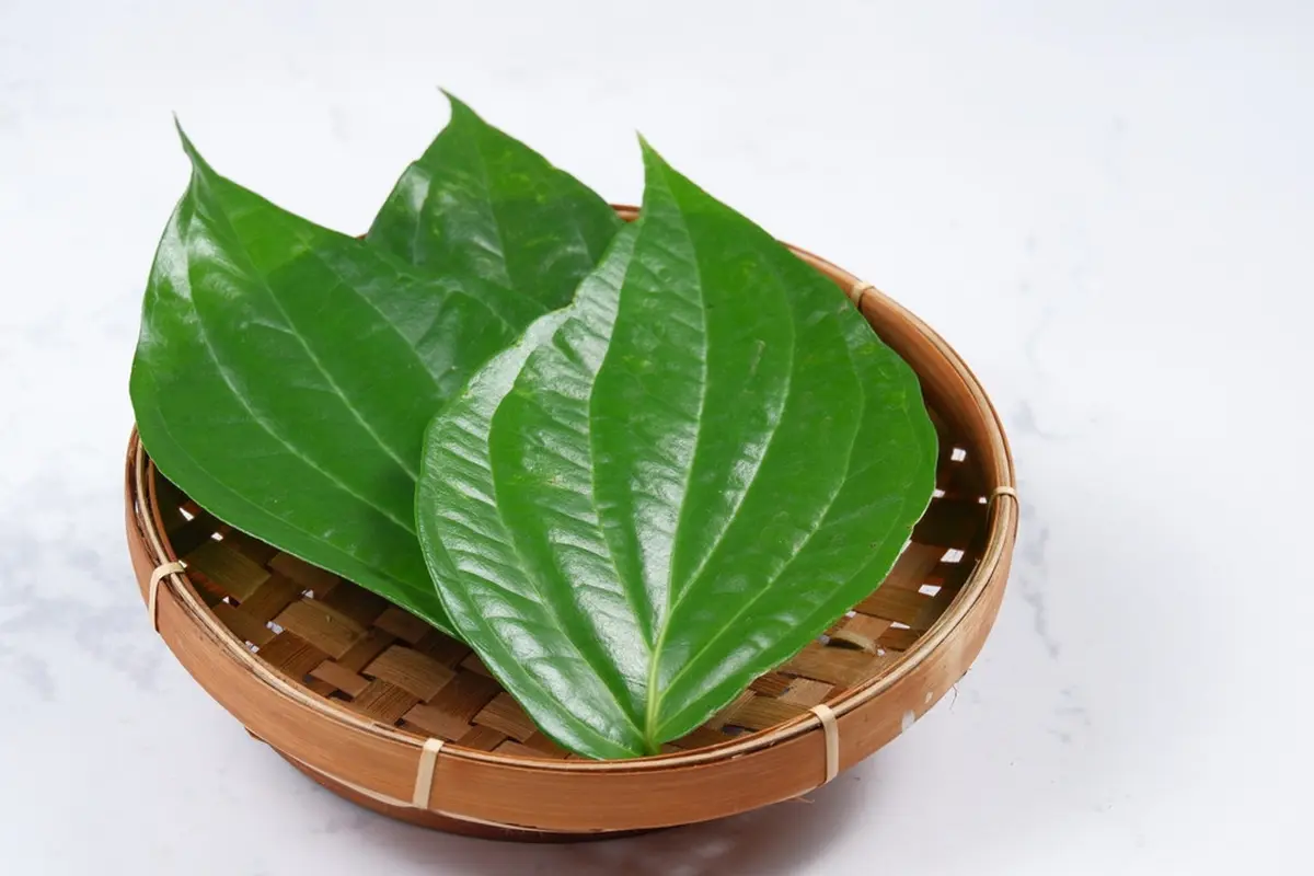 daun sirih
