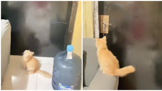 Momen Kucing Setia Tunggu Pemiliknya Pulang di Depan Pintu, Tak Sabar Bertemu