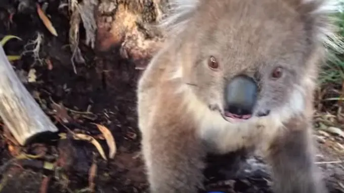 Manja, Koala Ini Minta Dipeluk