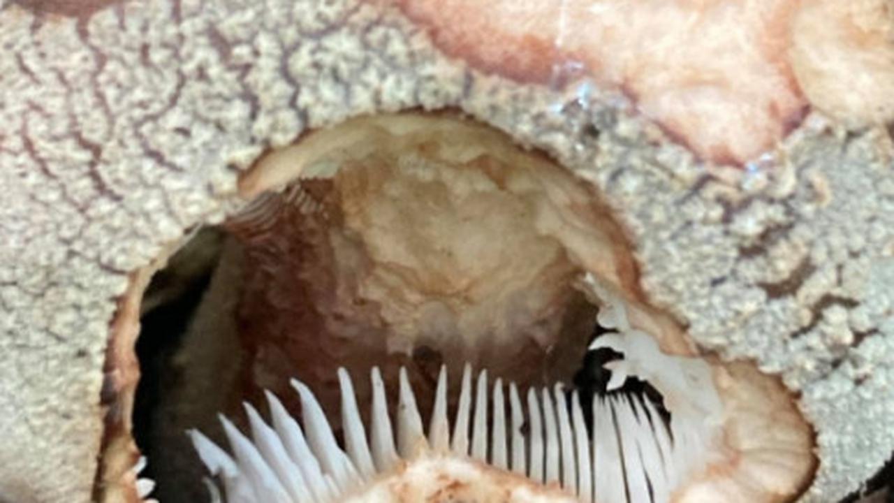 Viral Wanita Temukan Jamur Mengerikan Seperti Zombie, Ini Kata Warganet