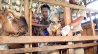 Ketat, Kambing Kurban di Kota Ini Dicek Ante-Post Mortemnya