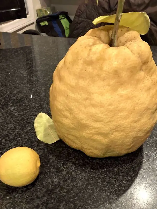 8 Potret Buah dan Sayur Ini Ukurannya Tak Biasa, Enggak Habis Pikir