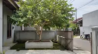 12 Pohon Buah yang Tetap Berbuah Saat Kemarau, Cocok untuk Pekarangan Rumah