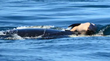 Paus pembunuh dengan julukan J35 membawa bangkai bayinya di sekitar pantai British Columbia, Kanada, Selasa (24/7). J35 membawa bayinya yang mati sesaat setelah dilahirkan. (Michael Weiss/Center for Whale Research via AP)