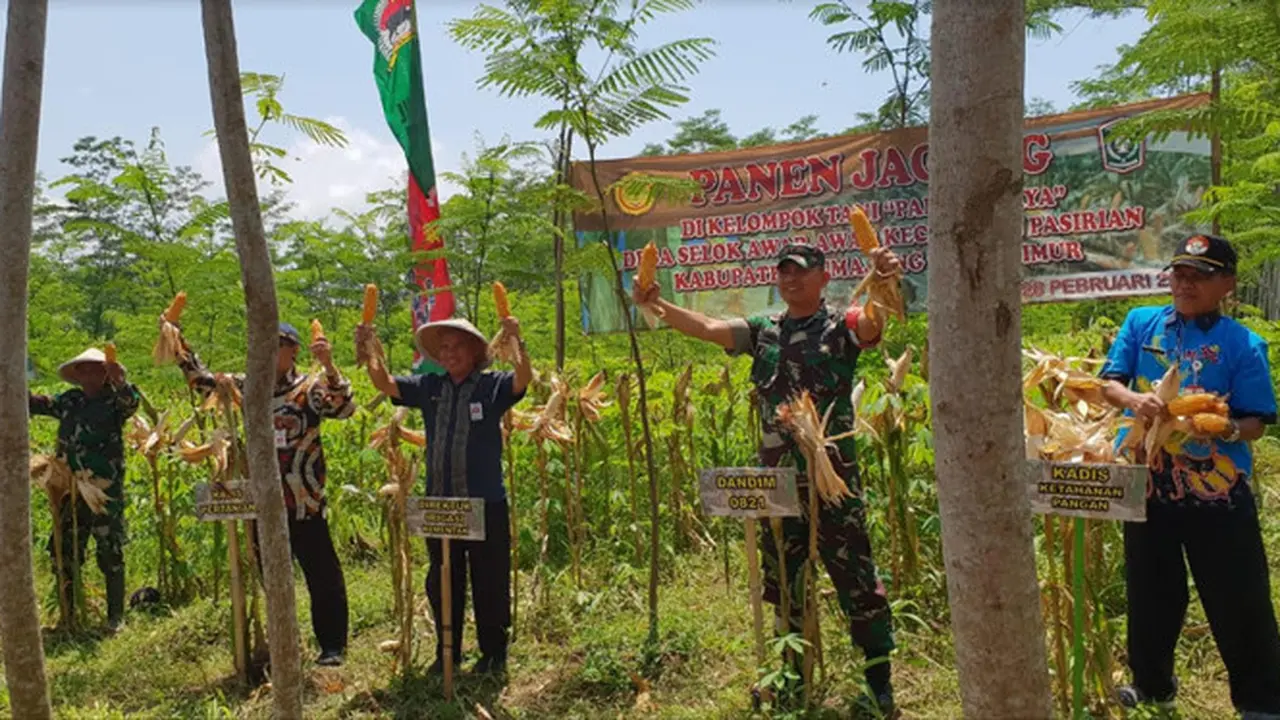Lumajang Panen Jagung di Sela Tanaman Pohon Sengon