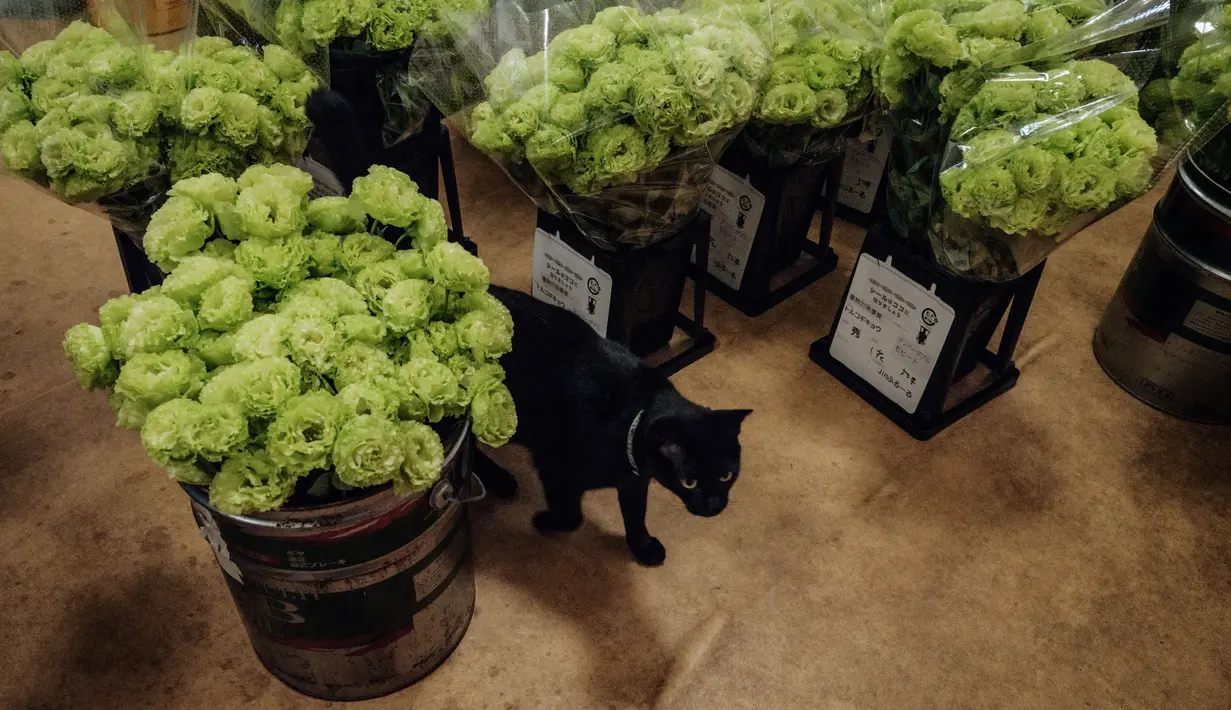 Seekor kucing berjalan di antara bunga lisianthus dalam rumah kaca di Namie, Prefektur Fukushima, Jepang, 30 Juli 2021. Sebagian dari bunga-bunga tersebut akan digunakan untuk karangan bunga kemenangan di Olimpiade Tokyo 2020. (YASUYOSHI CHIBA/AFP)