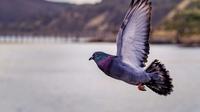 Ilustrasi Burung Merpati Credit: pexels.com/Brett