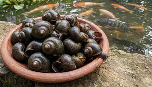 Ilustrasi Keong Sawah/Gemini AI