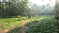 Atraksi Gajah Tunggang Resmi Dilarang di Seluruh Wilayah Indonesia