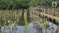 Pengunjung saat berjalan di Taman Wisata Alam Mangrove, Angke Kapuk, Jakarta, Kamis (23/6/2022). Kawasan hijau seluas 99,82 hektare ini dikenal sebagai kawasan konservasi alam mangrove yang dimanfaatkan untuk wisata dan rekreasi alam. (merdeka.com/Arie Basuki)