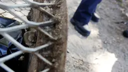 Kondisi badan dan kaki tikus yang terjebak di tong sampah di Brooklyn, New York, Amerika Serikat, (18/10). Tim medis dari Pemadam Kebakaran New York (FDNY) dikerahkan untuk menyelamatkannya tikus yang terjebak di tong sampah. (REUTERS/Lucas Jackson)