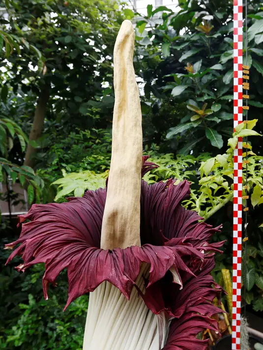 Bunga bangkai Titan Arum asal Sumatera, yang dipamerkan di taman botani, Brussels, Belgia, Kamis (28/7). Bunga bernama latin 'Amorphophallus titanum' itu menyedot perhatian wisatawan di sana. (REUTERS/Francois Lenoir)