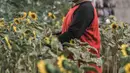 Budi (63) melakukan perawatan kebun bunga matahari di kawasan Kalimalang, Jakarta, Rabu (14/7/2021). Pandemi Covid-19 menyebabkan Budi kehilangan mata pencaharian sebagai penjual tiket pertandingan olahraga dan beralih profesi menjadi petani benih bunga matahari. (merdeka.com/Iqbal S Nugroho)