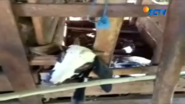 Ular Piton Tertangkap Sedang Memangsa Kambing Hamil