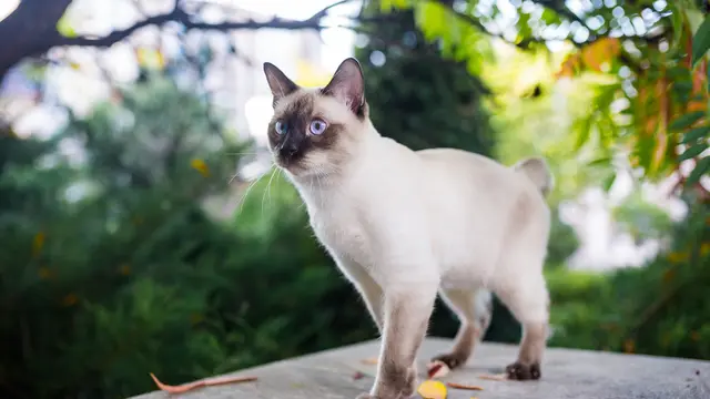 Kucing Mekong Bobtail