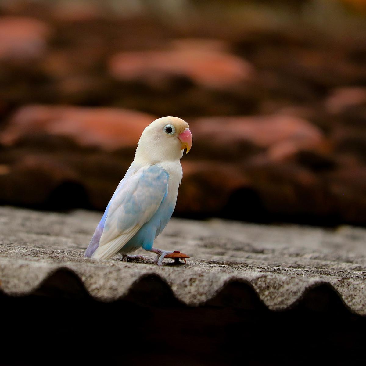 lovebird biru kepala hitam