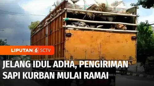 VIDEO: Sebulan Menjelang Iduladha, Pengiriman Sapi Kurban Mulai Ramai