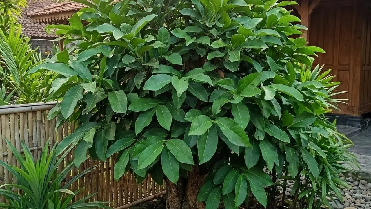 Cara Menanam Daun Salam dari Batang agar Cepat Tumbuh