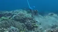 Pelaku Wisata Perusak Terumbu Karang di Labuan Bajo Hanya Dikenakan Sanksi Administratif
