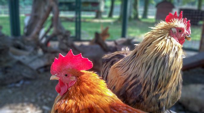 10 Arti Mimpi Tentang Ayam Pertanda Baik Dan Buruk Ragam Bola Com