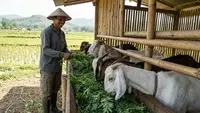 Pakan Kambing Murah dari Limbah Pertanian Musiman yang Mudah Didapat Peternak