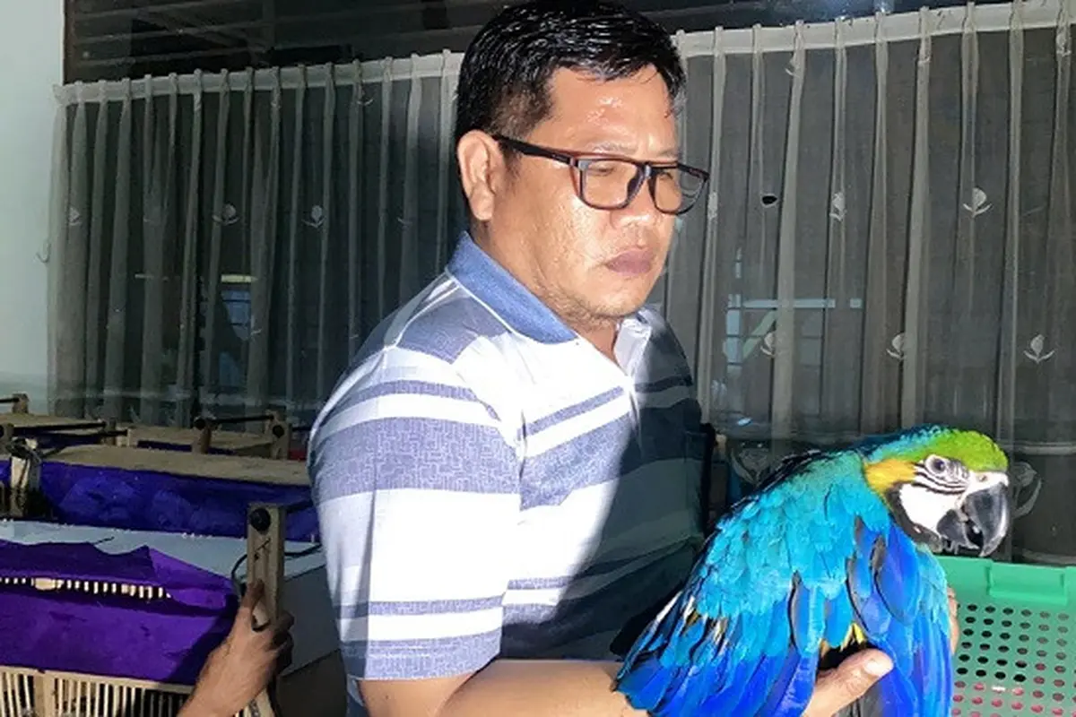 Kakatua macau sitaan penyergapan penyelundupan burung yang dibawa ke klinik satwa BBKSDA Riau.