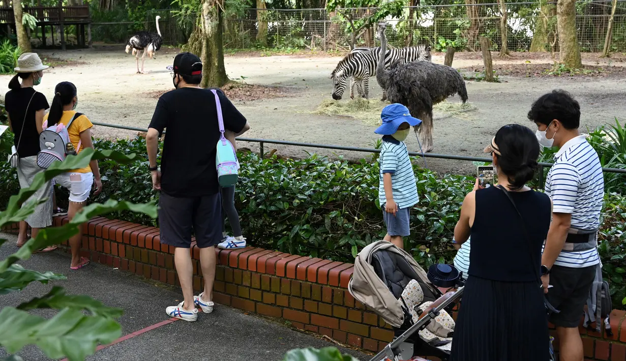 Pengunjung melihat binatang di kandang mereka pada hari pertama pembukaan Kebun Binatang Singapura untuk umum di Singapura, Senin (6/7/2020). Kebun binatang yang hampir tiga bulan ditutup akibat pandemi virus corona ini dibuka kembali dengan penerapan protokol kesehatan. (Roslan RAHMAN/AFP)