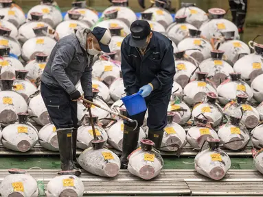 Peserta melihat tuna beku saat penjual grosir dan pembeli menghadiri lelang tuna pertama Tahun Baru di pasar ikan Toyosu di Tokyo (5/1/2023). Sejak pagi ratusan peserta lelang juga turut memeriksa kualitas daging ikan tuna tersebut. (AFP/Richard A. Brooks)