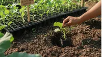 6 Pilihan Benih Sayuran dan Rempah Cepat Panen untuk Pemula, Wajib Dicoba