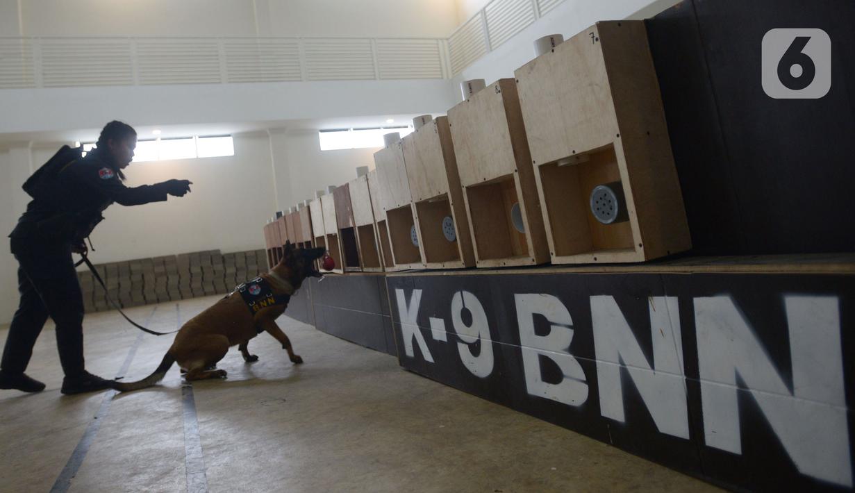 Pelatih K9 wanita Widiya Hutahean melatih seekor anjing di Markas Komando K9 BNN, Selasa (8/3/2022). Pelatih K9 wanita menjalankan tugas yang biasa dilakukan kaum pria dalam memerangi peredaran narkoba baik jaringan internasional maupun nasional. (merdeka.com/Imam Buhori)