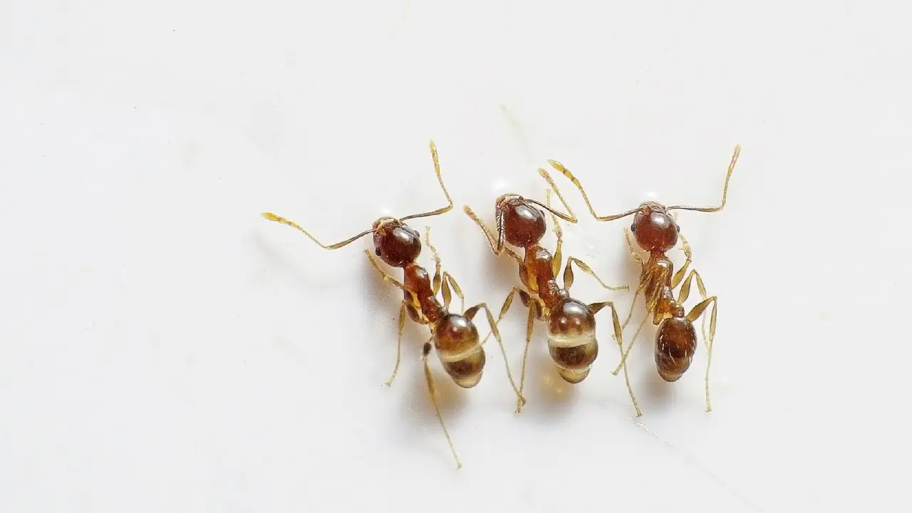 Tips Mudah Mengusir Hewan Pengganggu