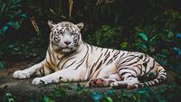 6 Fun Facts About White Tigers That You Never Know