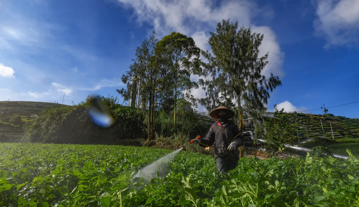 Petani melakukan penyemprotan pupuk pada tanaman kentang di kawasan dataran tinggi Dieng, Batur, Banjarnegara, Jawa Tengah, Minggu (2/11/2025). Akibat kebijakan ini, sejumlah petani kentang di wilayah dataran tinggi Dieng merasa terpinggirkan. (merdeka.com/Arie Basuki)