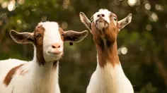 Kambing Bernama Goldie Curi Perhatian di Tengah Kebakaran Colorado
