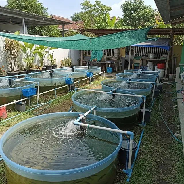 6 Tips Usaha Ternak Ikan Modal Rp 1 Juta