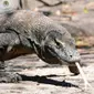 Pembangunan wisata di Taman Nasional Komodo klaim sesuai kaidah konservasi. (Foto: Instagram)