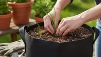 Cara Menanam Daun Bawang dari Biji agar Panen Melimpah di Rumah
